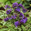 Lungenkraut (Pulmonaria longifolia 'E.B. Anderson')