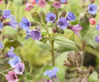 Lungenkraut (Pulmonaria saccharata 'Mrs. Moon')