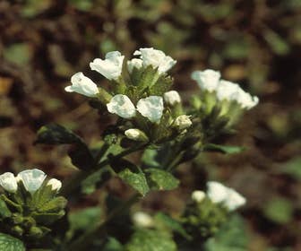 Lungenkraut (Pulmonaria officinalis 'Sissinghurst White')