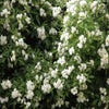 Kletterrose (Rosa banksiae 'Purezza')