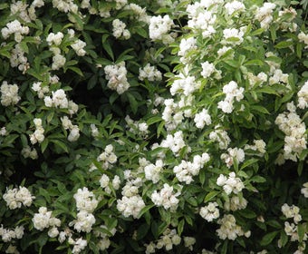 Kletterrose (Rosa banksiae 'Purezza')