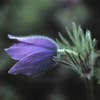 Kuhschelle (Pulsatilla vulgaris) BIO