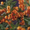 Feuerdorn (Pyracantha 'Golden Charmer')