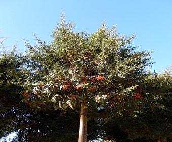Feuerdorn auf Stamm (Pyracantha 'Navaho')