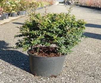 Feuerdorn als Kugel (Pyracantha 'Navaho')