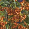 Feuerdorn (Pyracantha 'Orange Charmer')