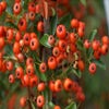 Feuerdorn (Pyracantha 'Orange Glow')