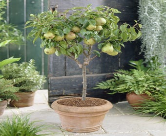 Zwerg Birne (Pyrus communis 'Mini')