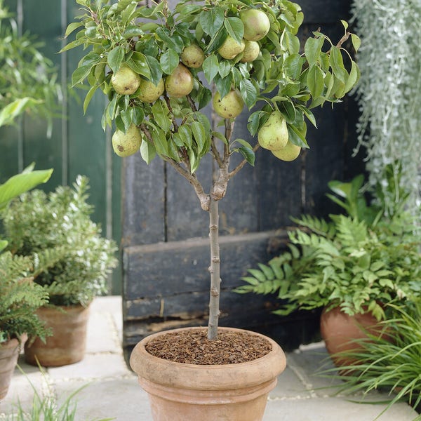 Zwerg Birne (Pyrus communis 'Mini')