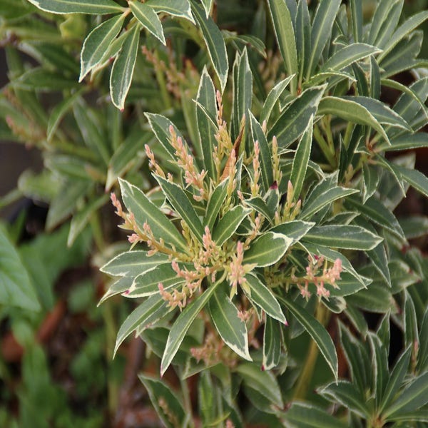 Steinheide (Pieris japonica 'Variegata')