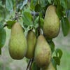 Leipere (Pyrus communis 'Beurre Hardy')
