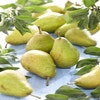 Birnbaum (Pyrus communis 'Bonne Louise d'Avranches')