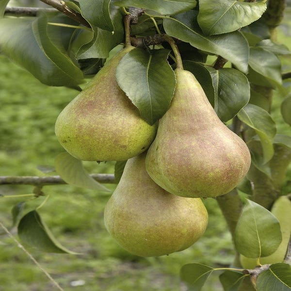 Leipflaume (Pyrus communis 'Concorde')