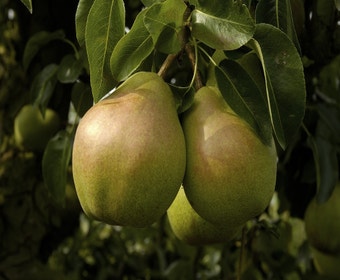 Birnbaum (Pyrus communis 'Doyenne du Comice')