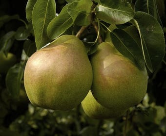 Lutscherbirne (Pyrus communis 'Doyenne du Comice')