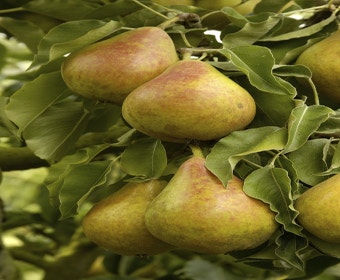 Birnbaum (Pyrus communis 'Gieser Wildeman')