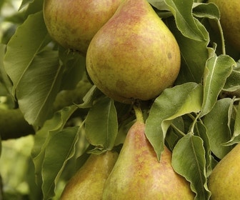 Birnbaum (Pyrus communis 'Gieser Wildeman')