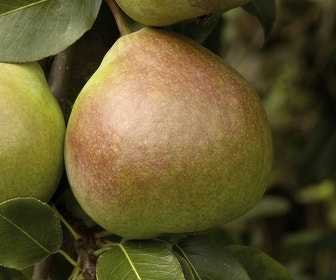 Birnenbaum (Pyrus communis 'Saint Remy')