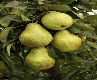 Leipflaume (Pyrus communis 'Triomph de Vienne')