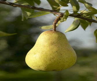 Birnenbaum (Pyrus communis 'Williams')