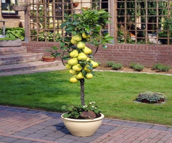 Säulenbirne (Pyrus communis 'Obelisk')