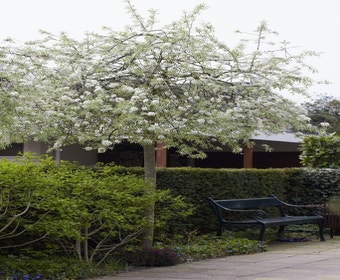  Trauerbirne (Pyrus salicifolia 'Pendula')
