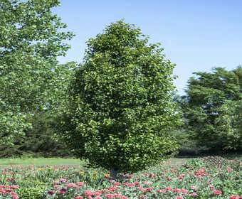 Chinesischer Zierbirnbaum (Pyrus calleryana 'Chanticleer')