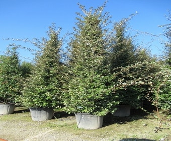 Steineiche als Pyramide (Quercus ilex)