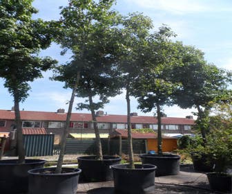 Amerikanische Eiche (Quercus rubra)