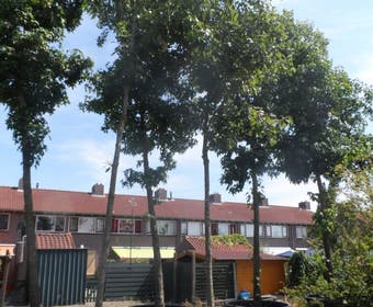 Amerikanische Eiche (Quercus rubra)