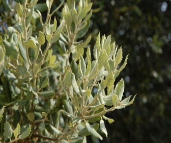 Steineiche als Baum (Quercus ilex)