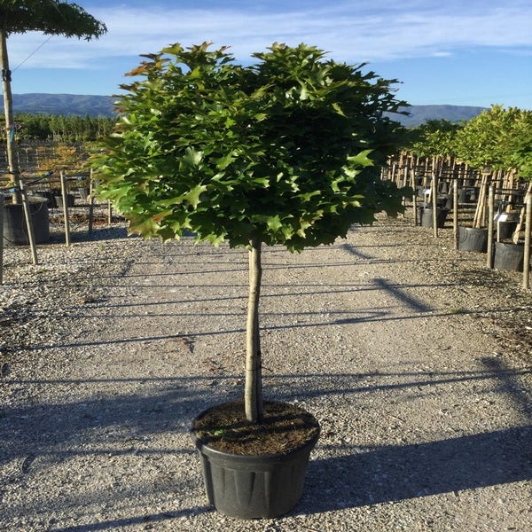 Sumpf-Eiche als Halbstamm (Quercus palustris 'Green Dwarf')