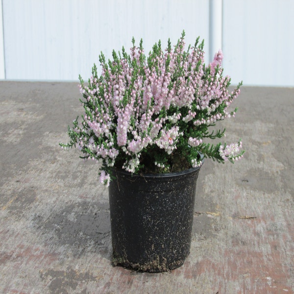 Sommerheide (Calluna vulgaris 'Radnor')