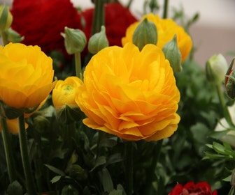 Hahnenfuß (Ranunculus asiaticus 'Aviv' gelb)