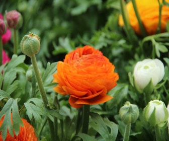 Ranunkel (Ranunculus asiaticus 'Aviv' orange)
