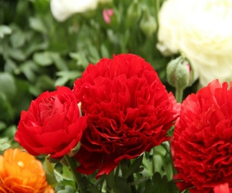 Rittersporn (Ranunculus asiaticus 'Aviv' rot)