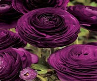 Rittersporn (Ranunculus asiaticus 'Aviv' paars)