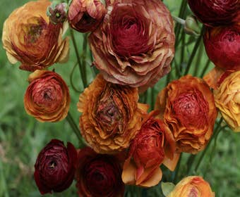 Rittersporn (Ranunculus asiaticus 'Aviv Picotee' -café-)