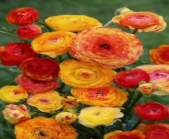 Ranunkel (Ranunculus asiaticus 'Aviv Picotee' -orange-)