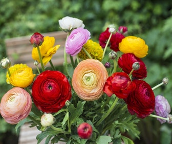 Ranunkel (Ranunculus asiaticus 'Aviv' mix)