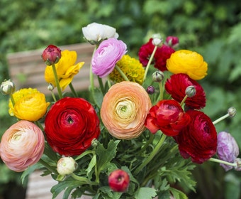 Ranunkel (Ranunculus asiaticus 'Aviv' mix)