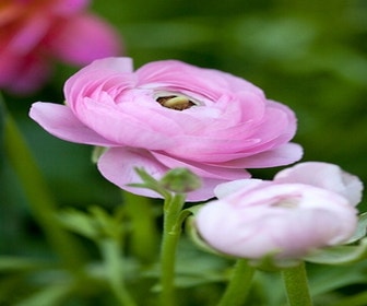 Ranunkel (Ranunculus asiaticus 'Aviv' rosa)