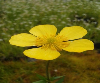 Große Hahnenfuß (Ranunculus lingua)