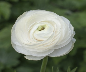Ranonkel (Ranunculus asiaticus 'Aviv' weiß)