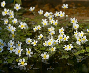 Wasserhahnenfuß (Ranunculus aquatilis)