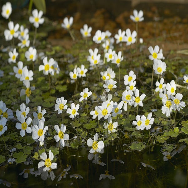 Vijverpakket Mooiste Zuurstofplanten - Ranunculus aquatilis (fijne waterranonkel)