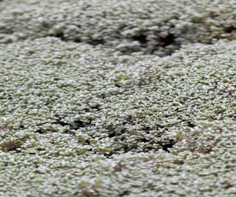 Silberkissen (Raoulia australis)