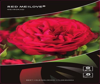 Stamrose (Rosa 'Red Meilove')