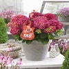 Hortensia Rot Reggae (Hydrangea 'Music Collection')