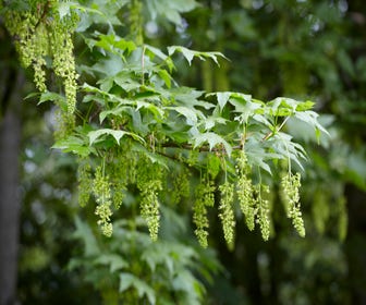 Gewöhnliche Esche, Waldpflanzensorte (Acer pseudoplatanus)
